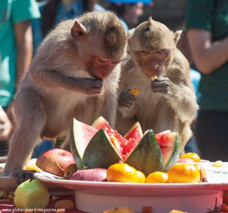 Thailand Monkey Buffet (photo Essay)globerovers Magazine